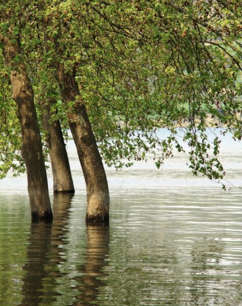 trees in the lake trees in the lake
